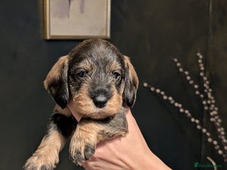 Dachshund dogs Standard Wirehaired Dachshund Puppies - Advert 18