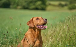 Labrador Retriever dogs for sale: KC REGISTERED FOX RED LABRADOR PUPPYS DUE SOON  - Image 13