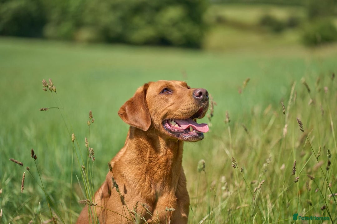 Labrador Retriever dogs for sale: KC REGISTERED FOX RED LABRADOR PUPPYS DUE SOON  - Image 13