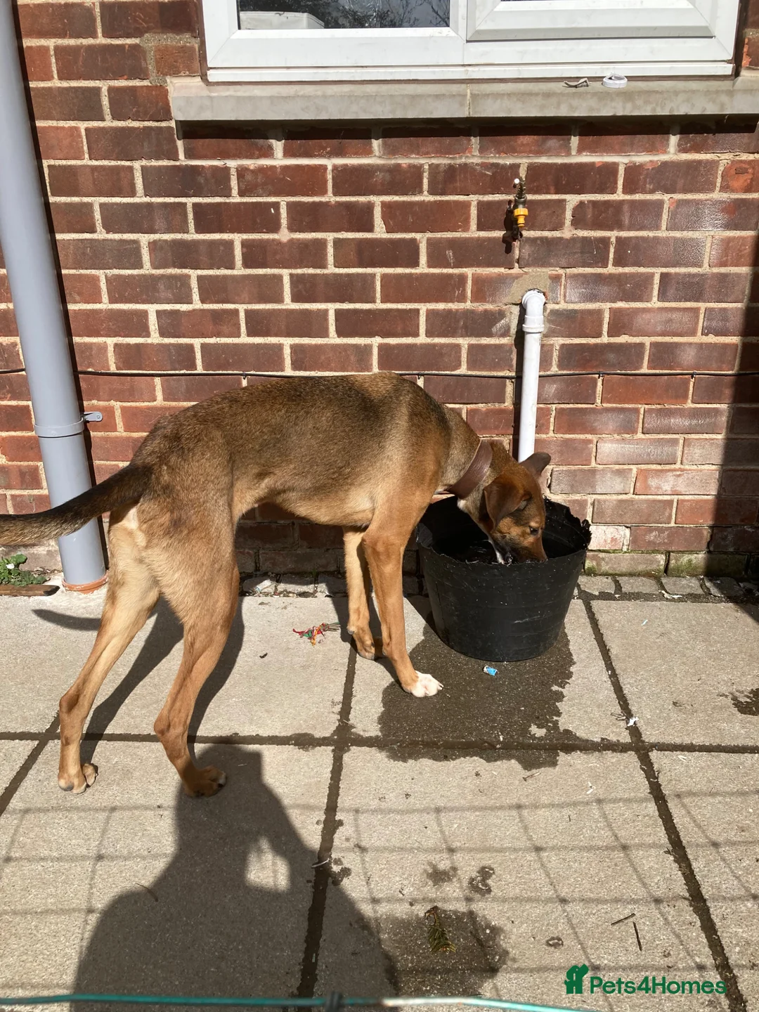 Mixed Breed dogs for sale: Greyhound mix in Beverley - Advert 4