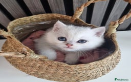 British Shorthair cats for sale: GCCF Chunky Silver tipped health tested parents - Image 11