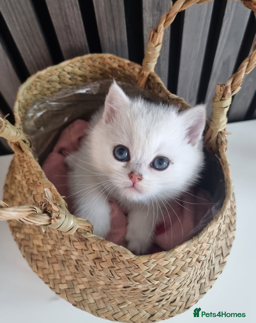 British Shorthair cats for sale: GCCF Chunky Silver tipped health tested parents - Image 11
