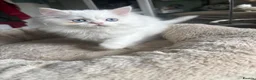 Persian cats for sale: 5 adorable Persian kittens for sale in Birmingham - Advert 8