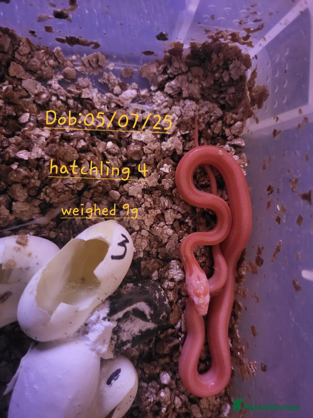 Corn Snake reptiles for sale: Beautiful corn snakes  - Image 12