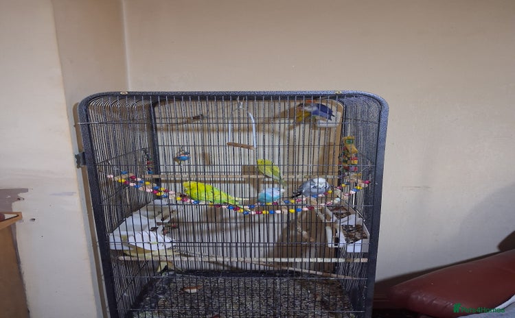 Budgerigars birds - Advert 1