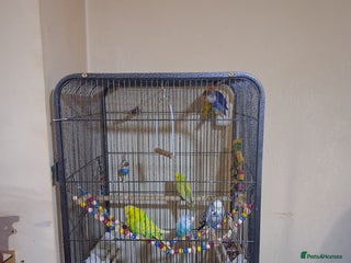 Budgerigars birds - Advert 22