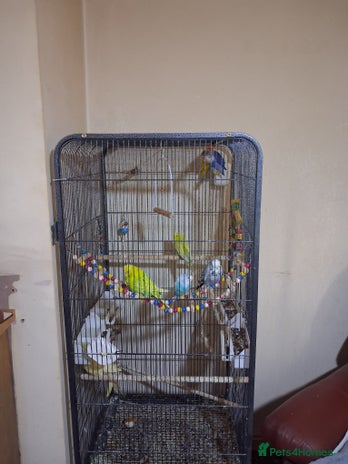 Budgerigars birds - Advert 1