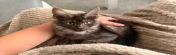 Maine Coon cats for sale: Beautiful Lady MaineCoon for sale!  - Advert 5