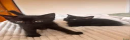 Mixed Breed cats for sale: Black kittens - Advert 2