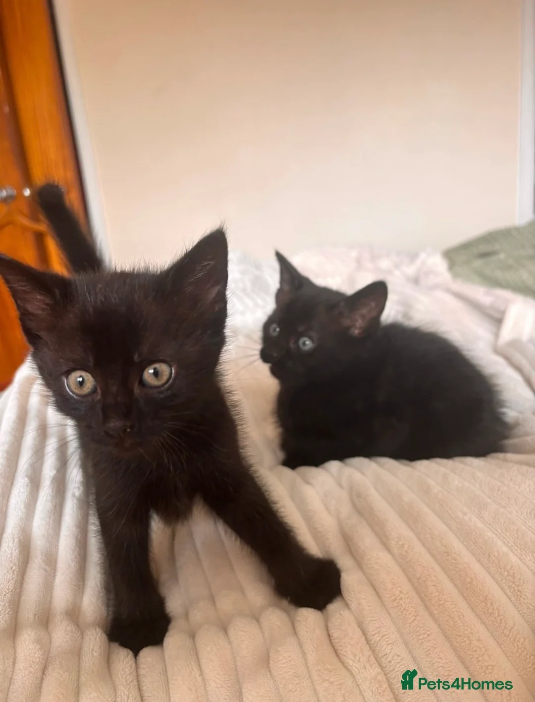 Mixed Breed cats for sale: Black kittens - Advert 2