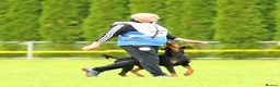 Dobermann dogs for sale: Fantastic KC Dobermann Puppies  - Advert 28