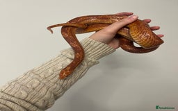 Mixed Breed reptiles for sale: Lots of reptiles for rehome! - Image 4