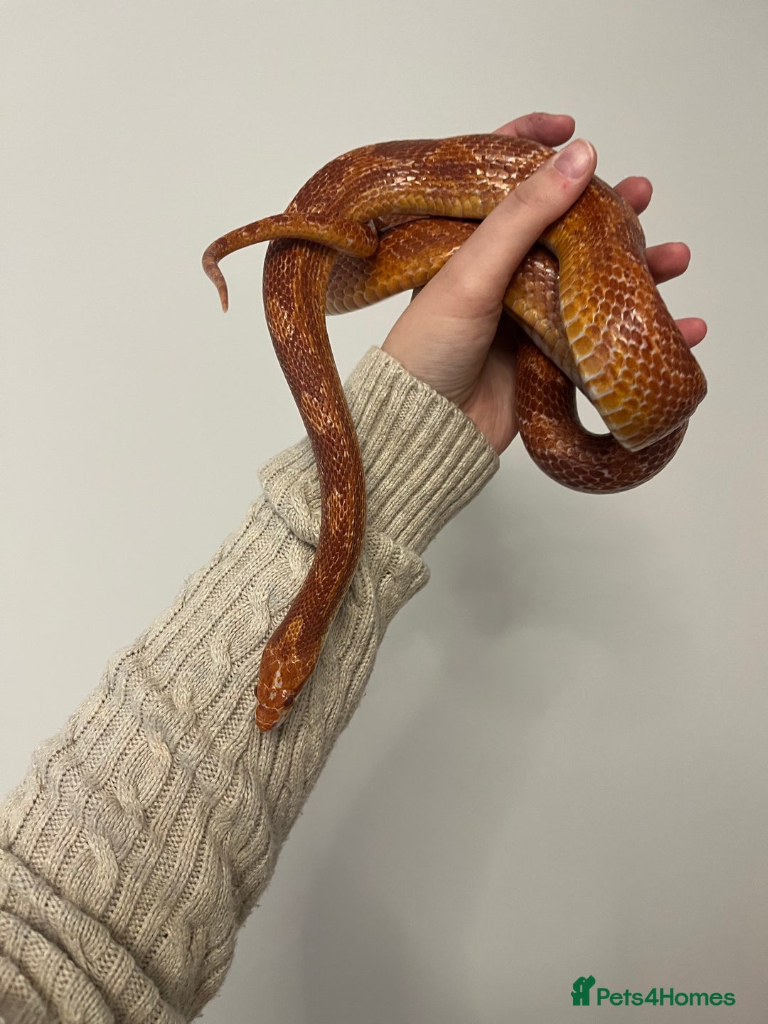 Mixed Breed reptiles for sale: Lots of reptiles for rehome! - Image 4