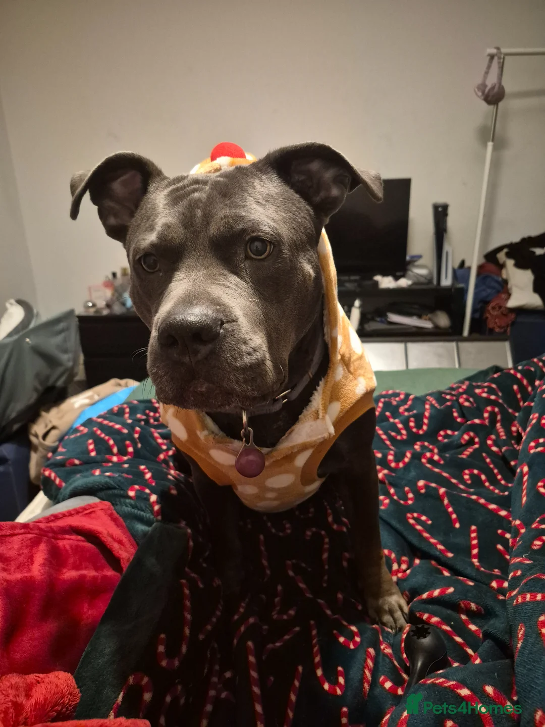 Staffordshire Bull Terrier dogs for sale: Staffy  in Rotherham - Advert 4