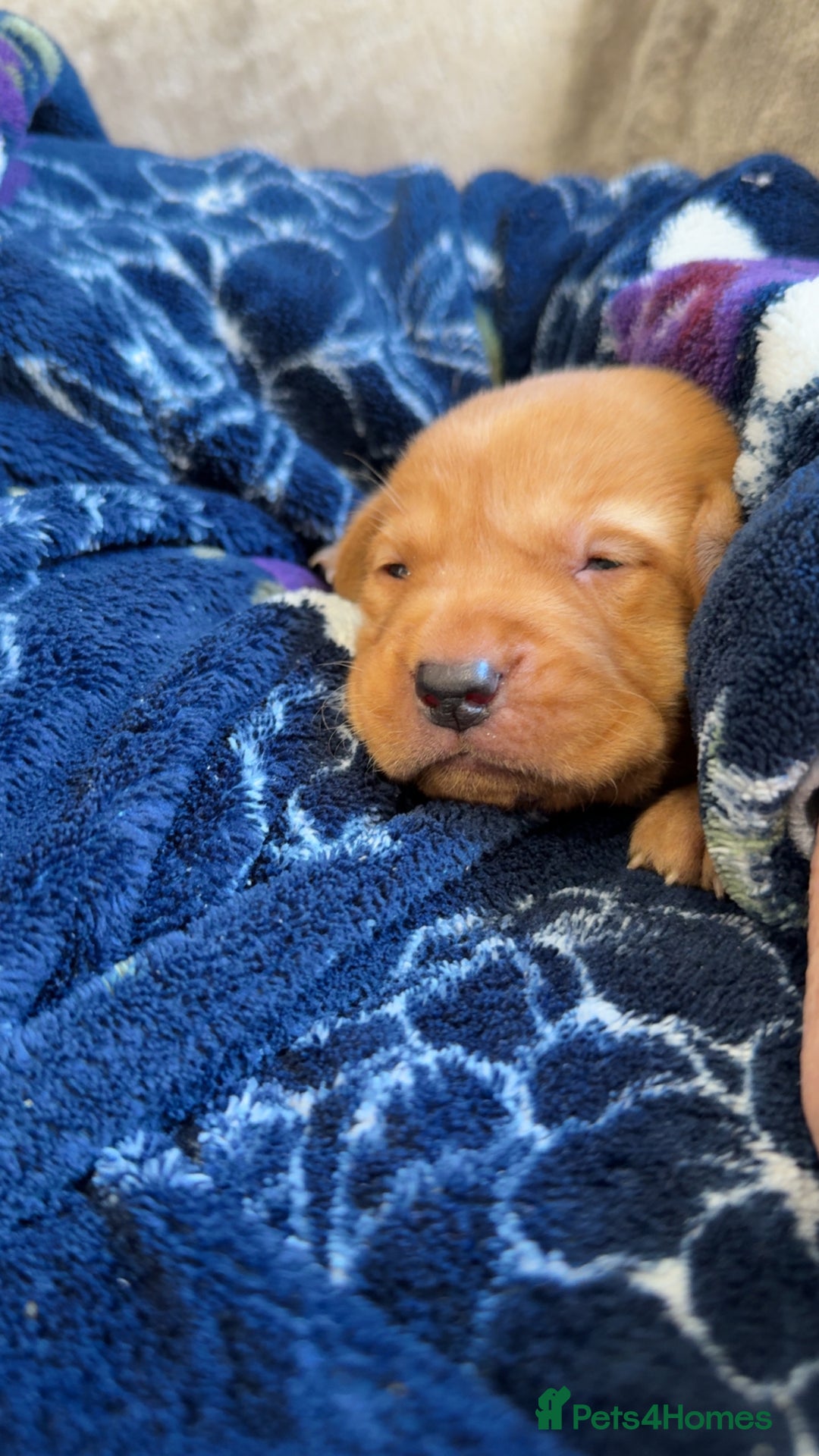 Labrador Retriever dogs for sale: Beautiful, fox red labradors - Advert 35