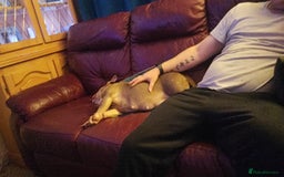 Mixed Breed dogs for sale: Pocket bully - Image 3