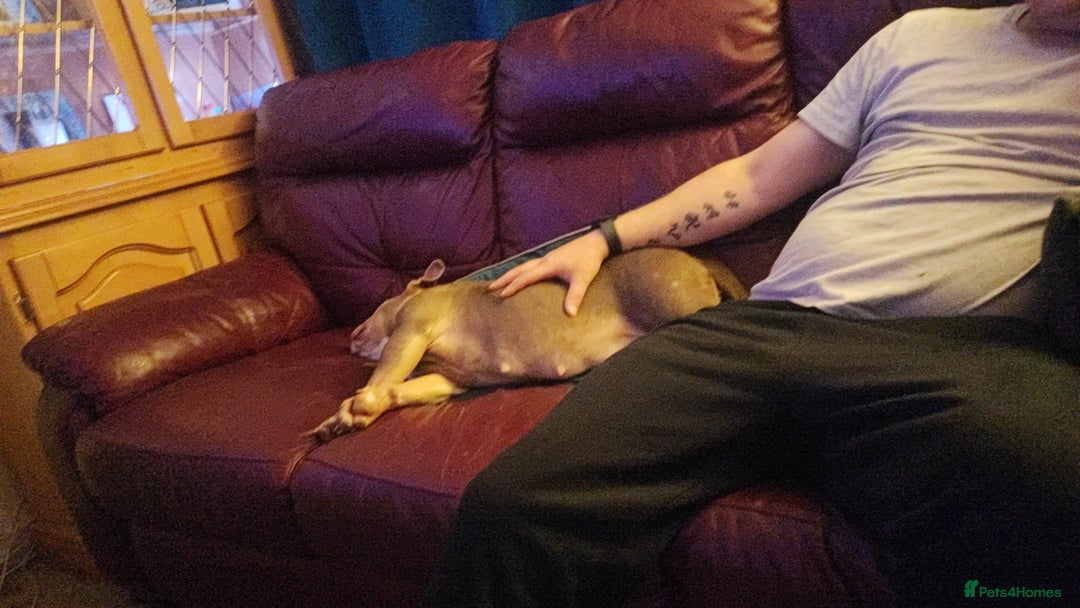 Mixed Breed dogs for sale: Pocket bully - Image 3