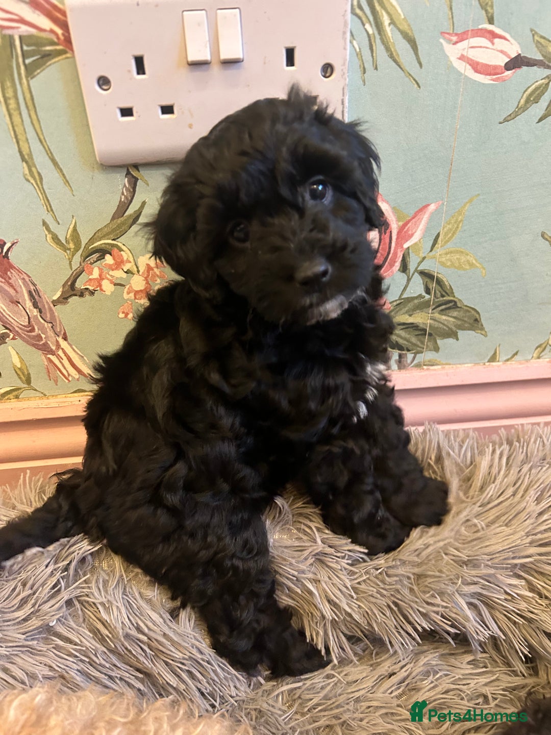 Toy Poodle dogs for sale: Beautiful Toy poodle girls Available next weekend  - Advert 11