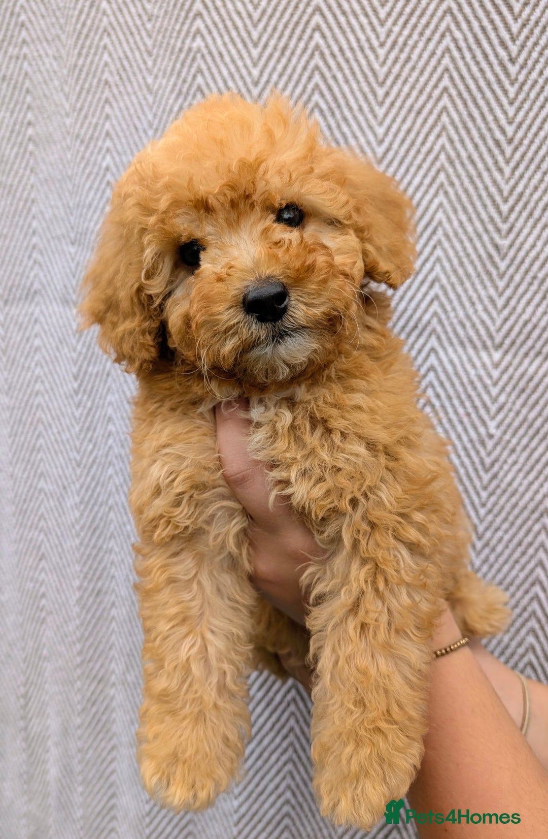 Labradoodle dogs for sale: READY NOW-HEALTH TESTED F1B Miniature Labradoodle - Image 6