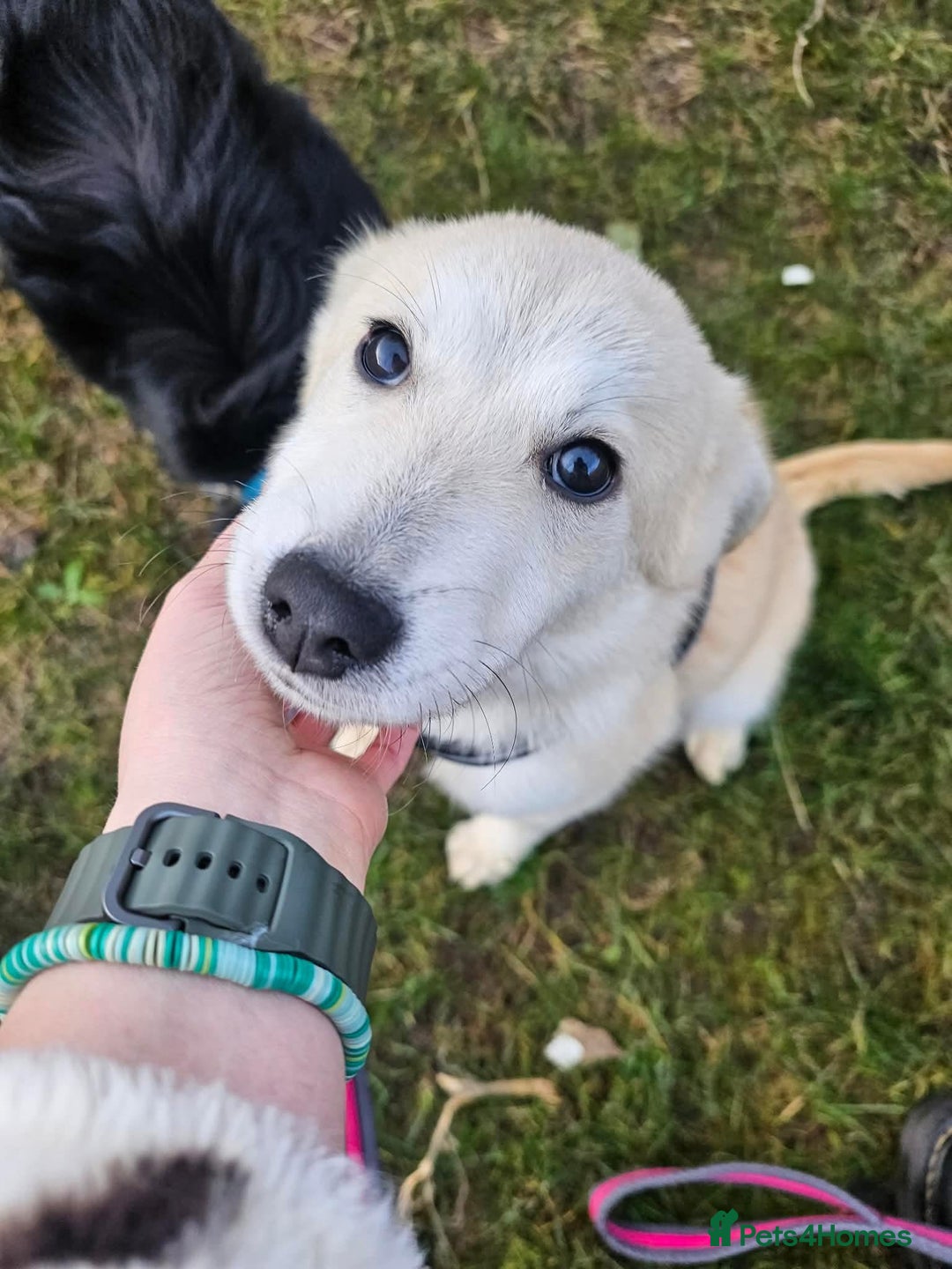 Mixed Breed dogs for adoption: Wren - Costessey Norwich  - Advert 1