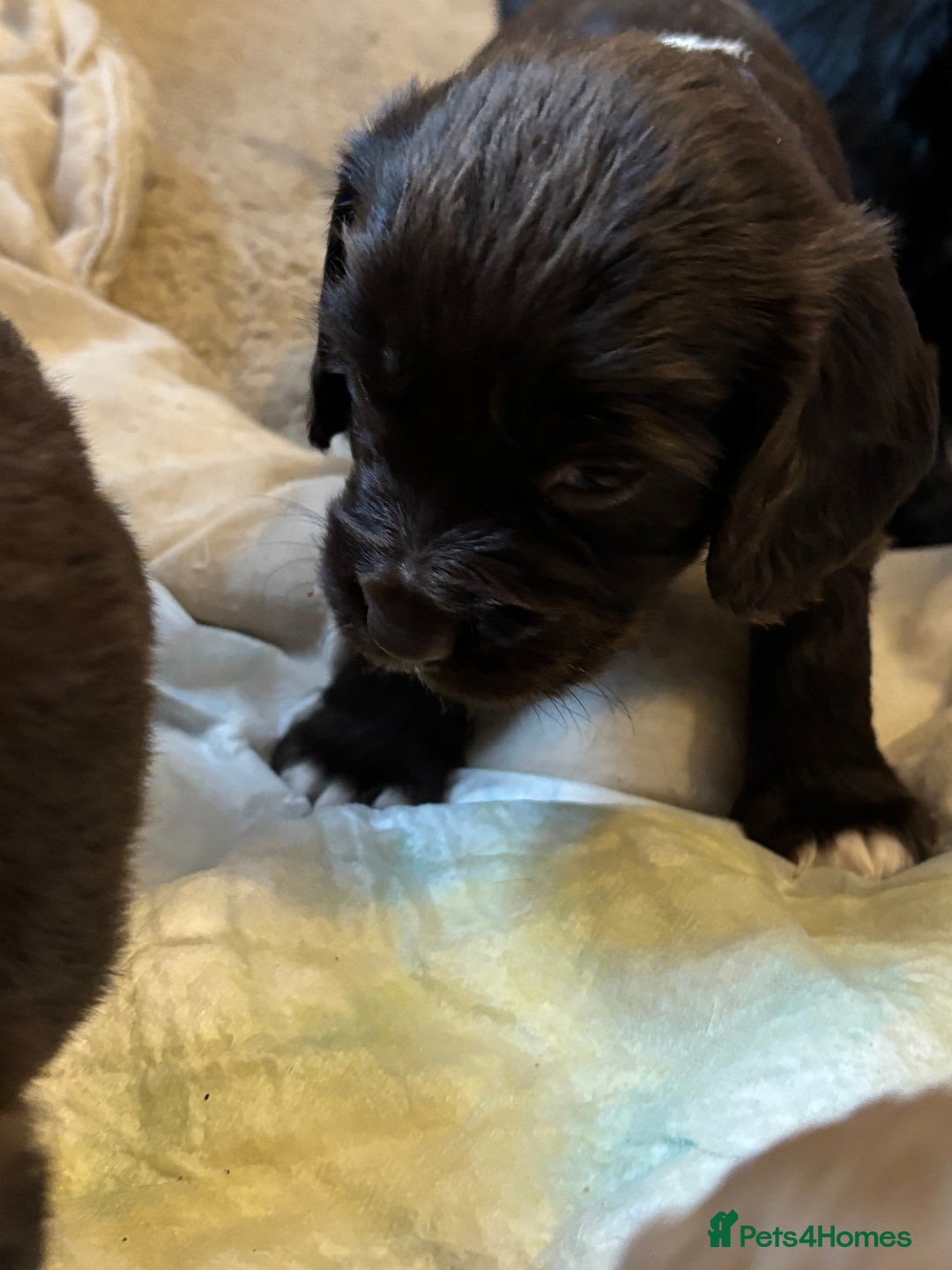 Cocker Spaniel dogs for sale: Gorgeous cocker spaniel ( working type) - Advert 11