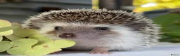 Pygmy Hedgehog rodents for sale: Boy African Pygmy Hedgehog Ethnical breeding mixed - Advert 9