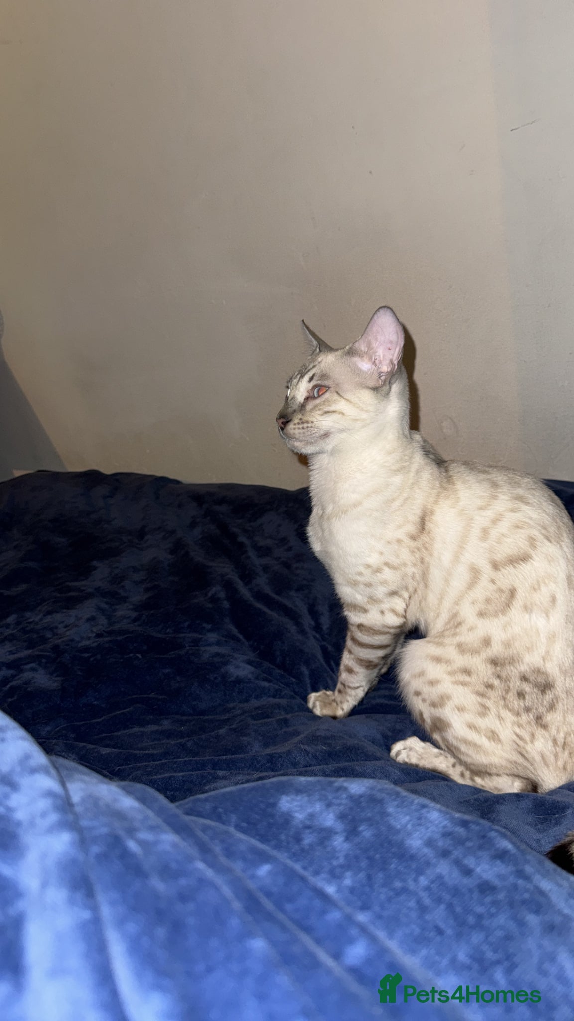 Bengal cats Seal Silver Spotted Lynx Bengal - Advert 17