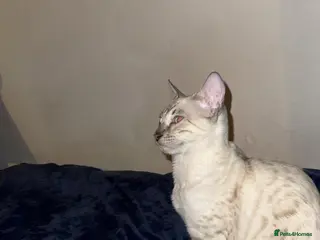 Bengal cats Seal Silver Spotted Lynx Bengal - Advert 17