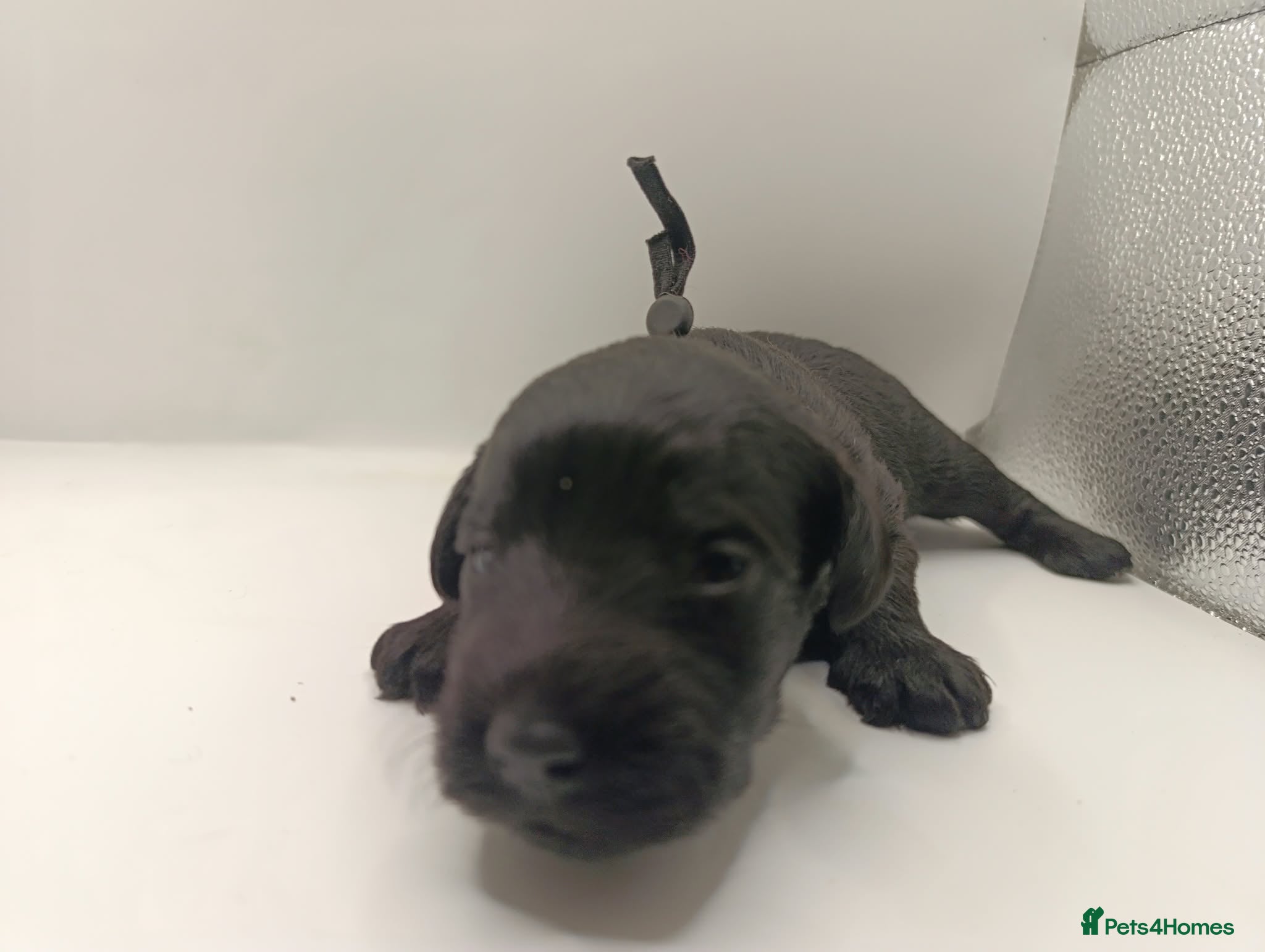 Schnoodle dogs Exceptional F1 Blue Schnoodle Puppies  - Advert 2