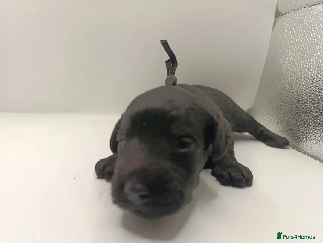 Schnoodle dogs for sale: Exceptional F1 Blue Schnoodle Puppies  - Advert 2