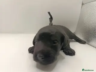 Schnoodle dogs Exceptional F1 Blue Schnoodle Puppies - Advert 2
