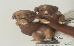 Cockapoo dogs for sale: 2 Beautiful Boy Cockapoo Puppies Left!! - Image 12