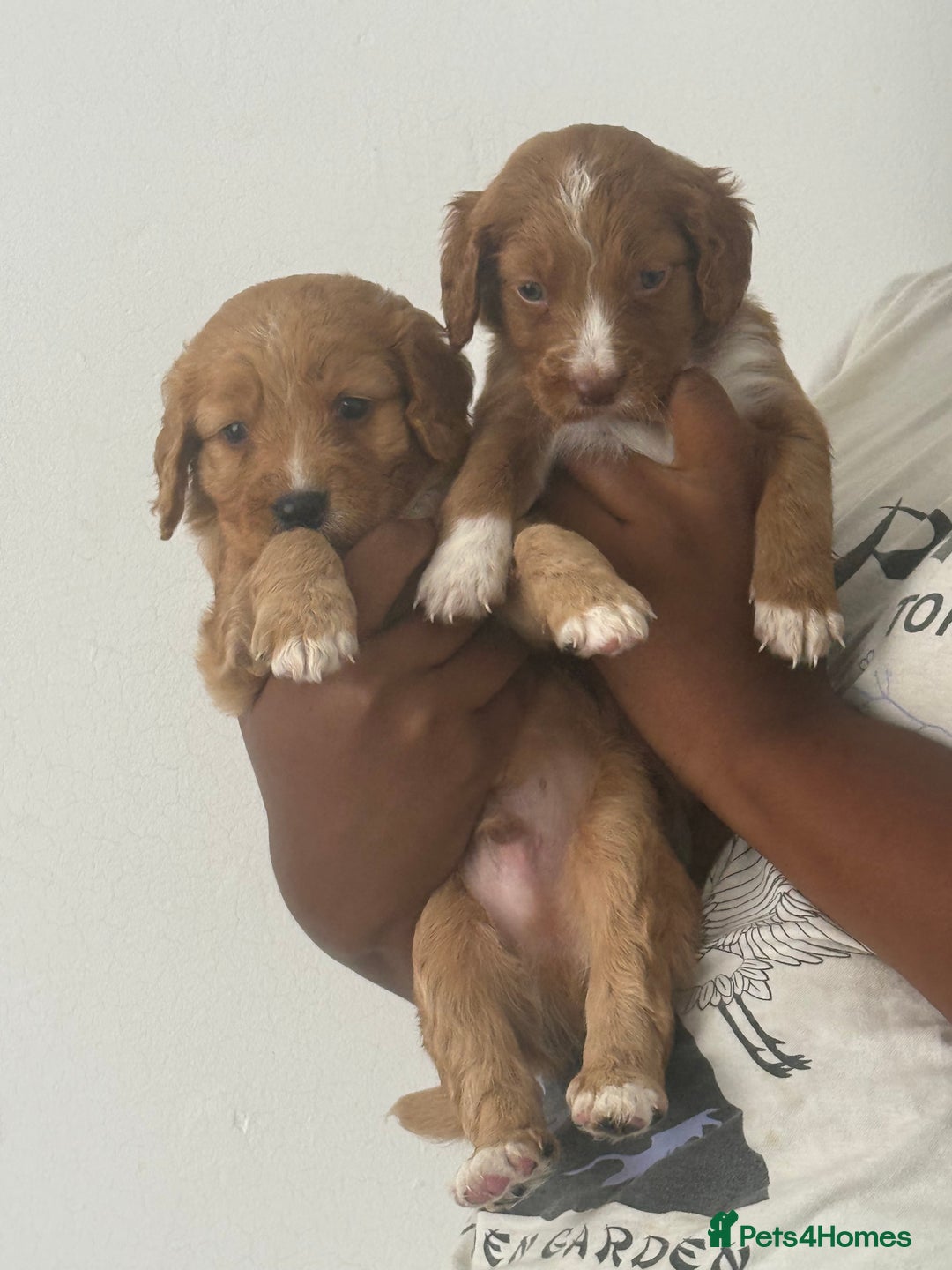 Cockapoo dogs for sale: 2 Beautiful Boy Cockapoo Puppies Left!! - Image 12