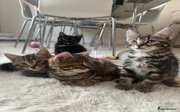 Mixed Breed cats for sale: 5 Adorable Mixed Breed Kittens - Image 23