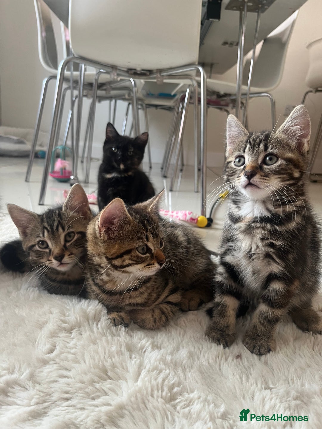 Mixed Breed cats for sale: 5 Adorable Mixed Breed Kittens - Image 23