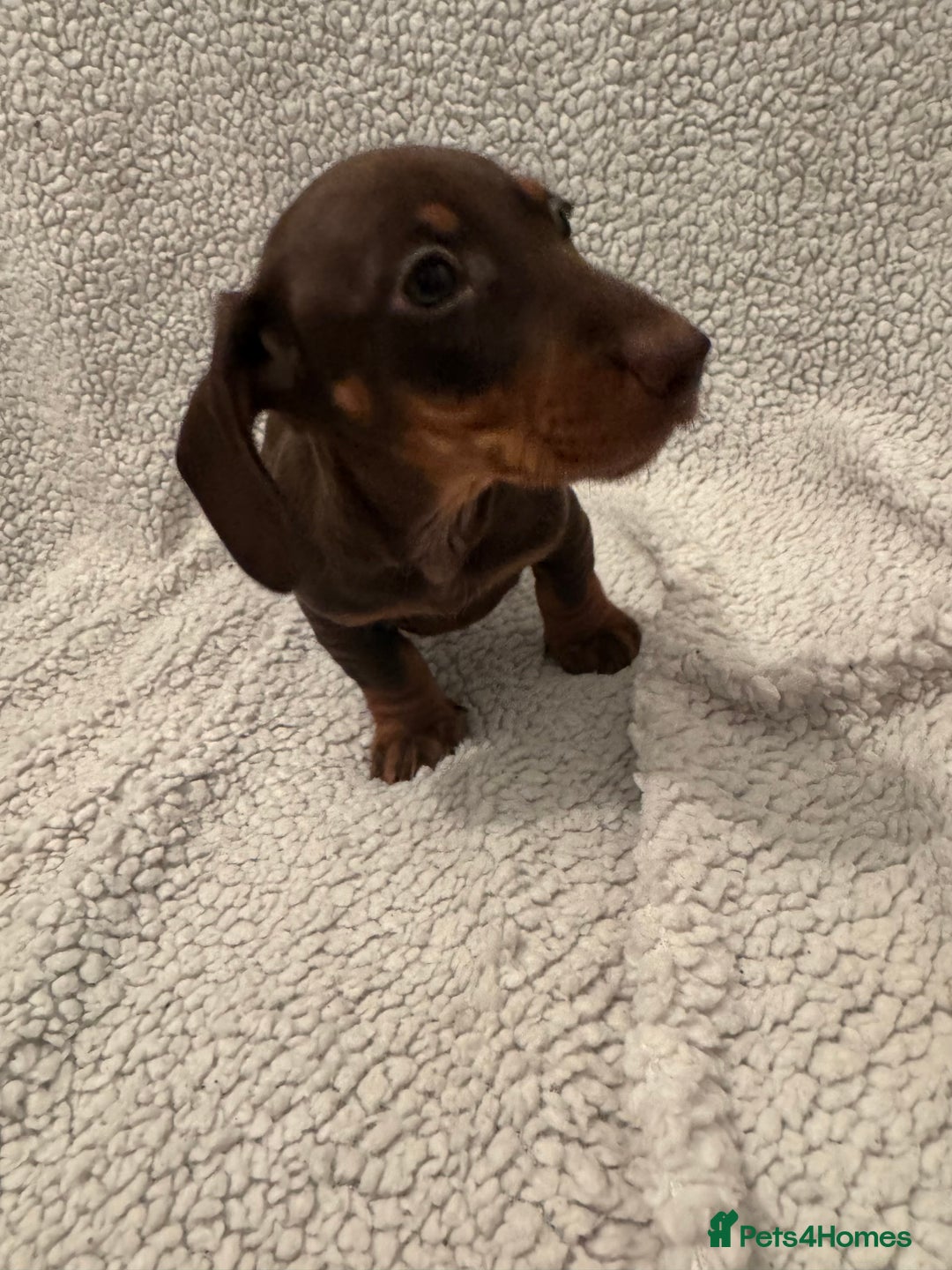 Miniature Dachshund dogs for sale: Miniature dachshund READY NOW - Advert 18