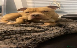 American Bully dogs for stud: Studding Tan Standard American Bully For Stud - Image 4
