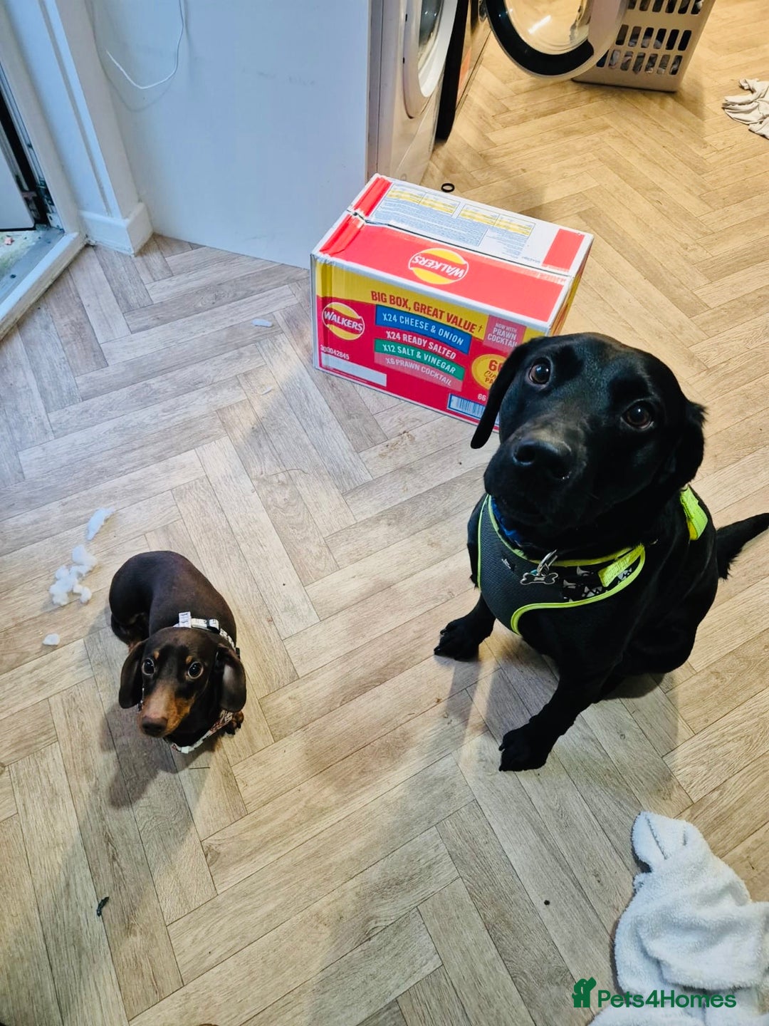 Miniature Dachshund dogs for sale:  ***SOLD*** Minitute datchund  - Image 8