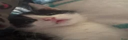 Mixed Breed cats for sale: Kittens  - Advert 28