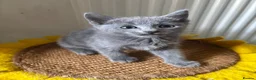 Russian Blue cats for sale: Top pedigree Instagram star Russian blue kittens - Advert 14