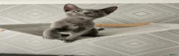 Russian Blue cats for sale: GCCF Registered Russian Blue Kittens - Advert 10