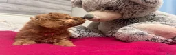 Miniature Poodle dogs for sale: 🐾 Adorable  Poodle Puppies for Sale! 🐾 - Advert 2