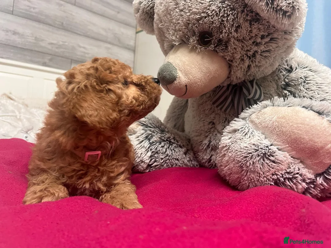 Miniature Poodle dogs for sale: 🐾 Adorable  Poodle Puppies for Sale! 🐾 - Advert 2