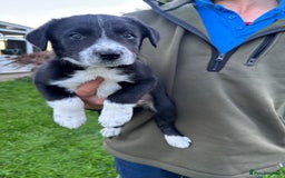 Border Collie dogs for sale: Pedigree Border Collie puppies  - Image 1