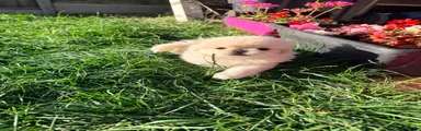 Pekingese 3