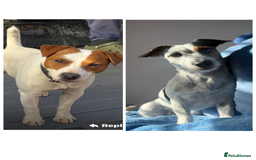 Jack Russell dogs for sale: Beautiful Jack Russell Litter - Image 1