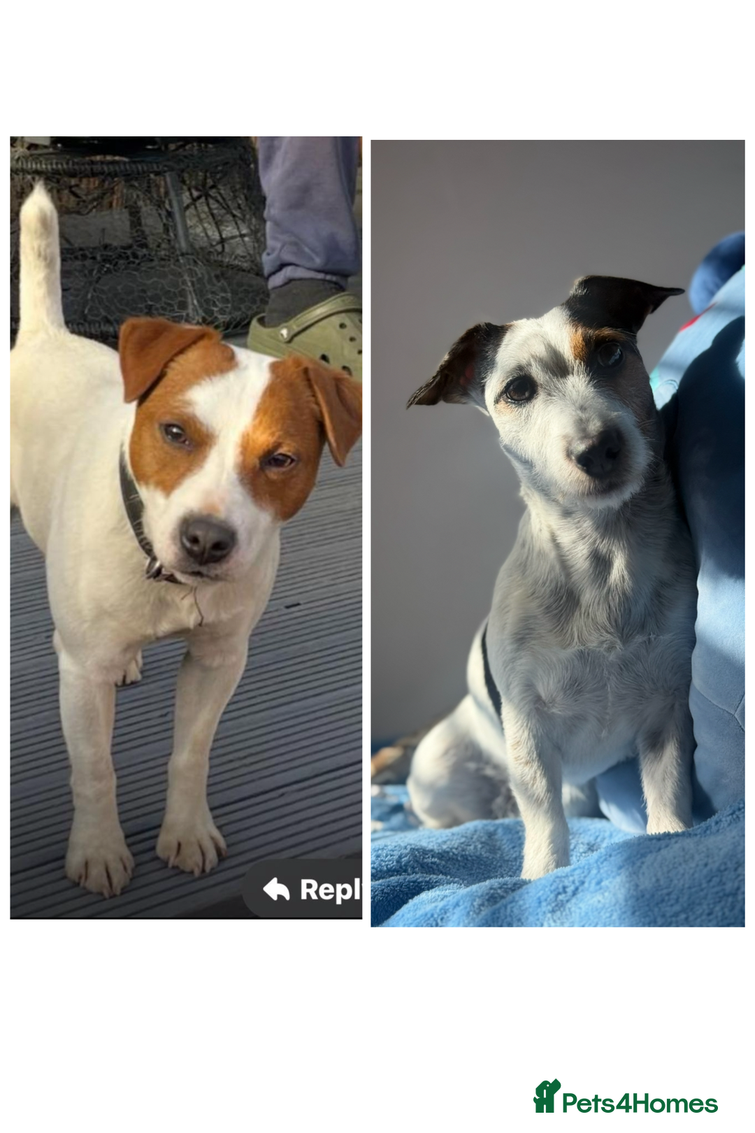 Jack Russell dogs for sale: Beautiful Jack Russell Litter - Image 1