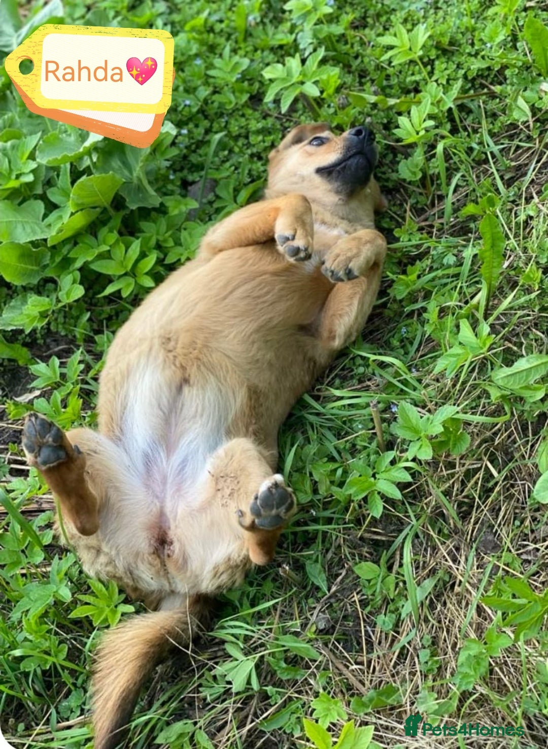 Mixed Breed dogs for adoption: 💖🐶 RAHDA 🐶💖 - Image 4