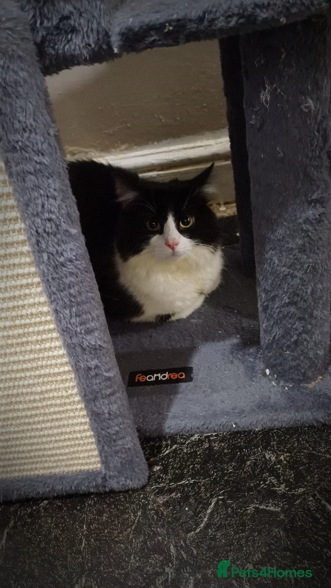 Mixed Breed cats Cat for sale  - Advert 1