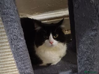 Mixed Breed cats Cat for sale - Advert 5